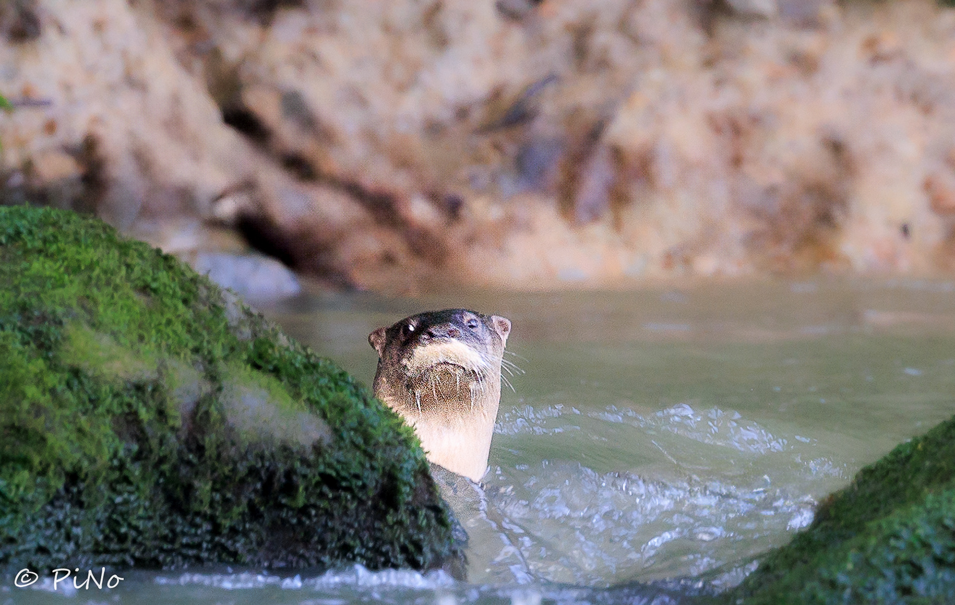 Otter