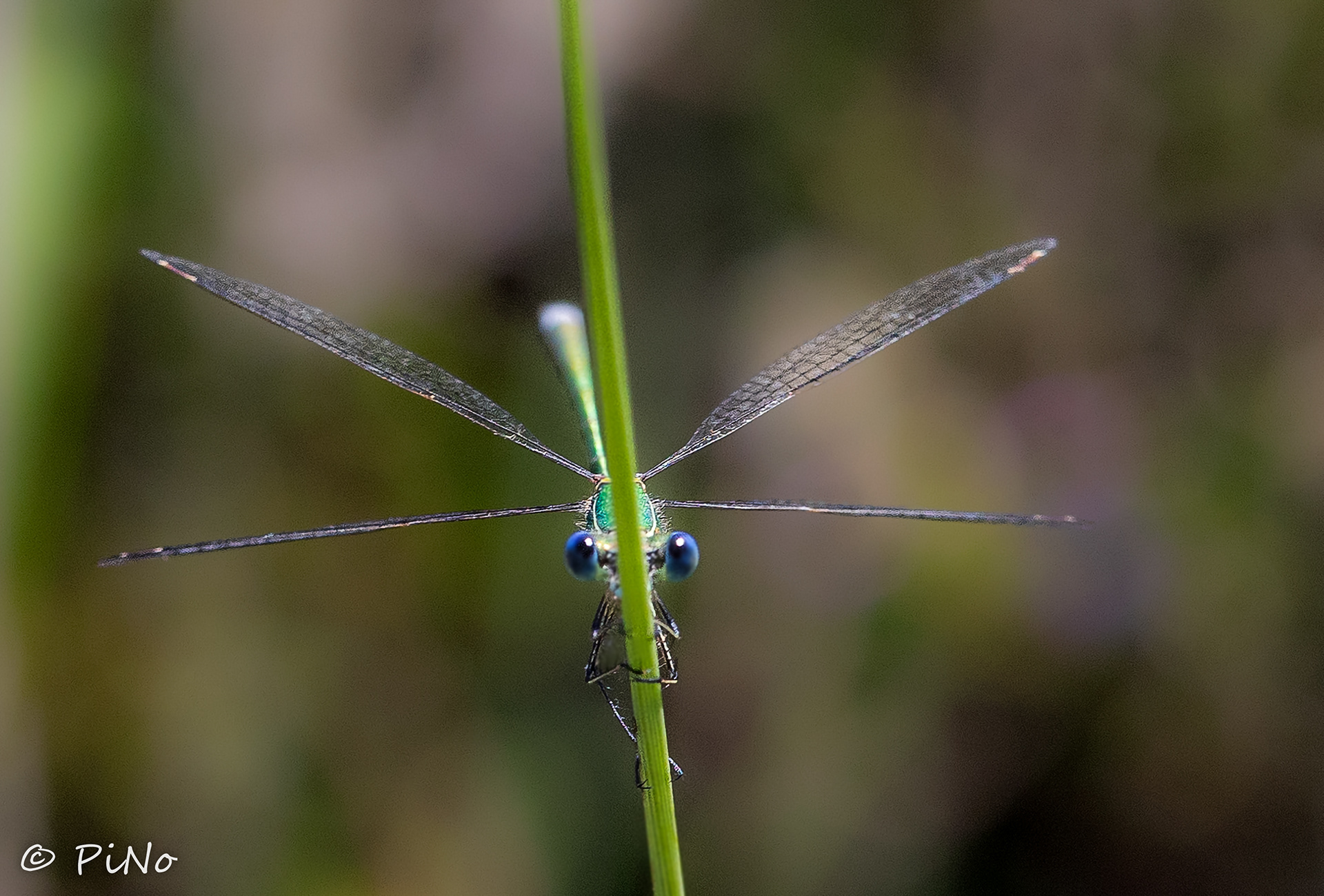 Tengere Pantserjuffer ( Lestes virens )