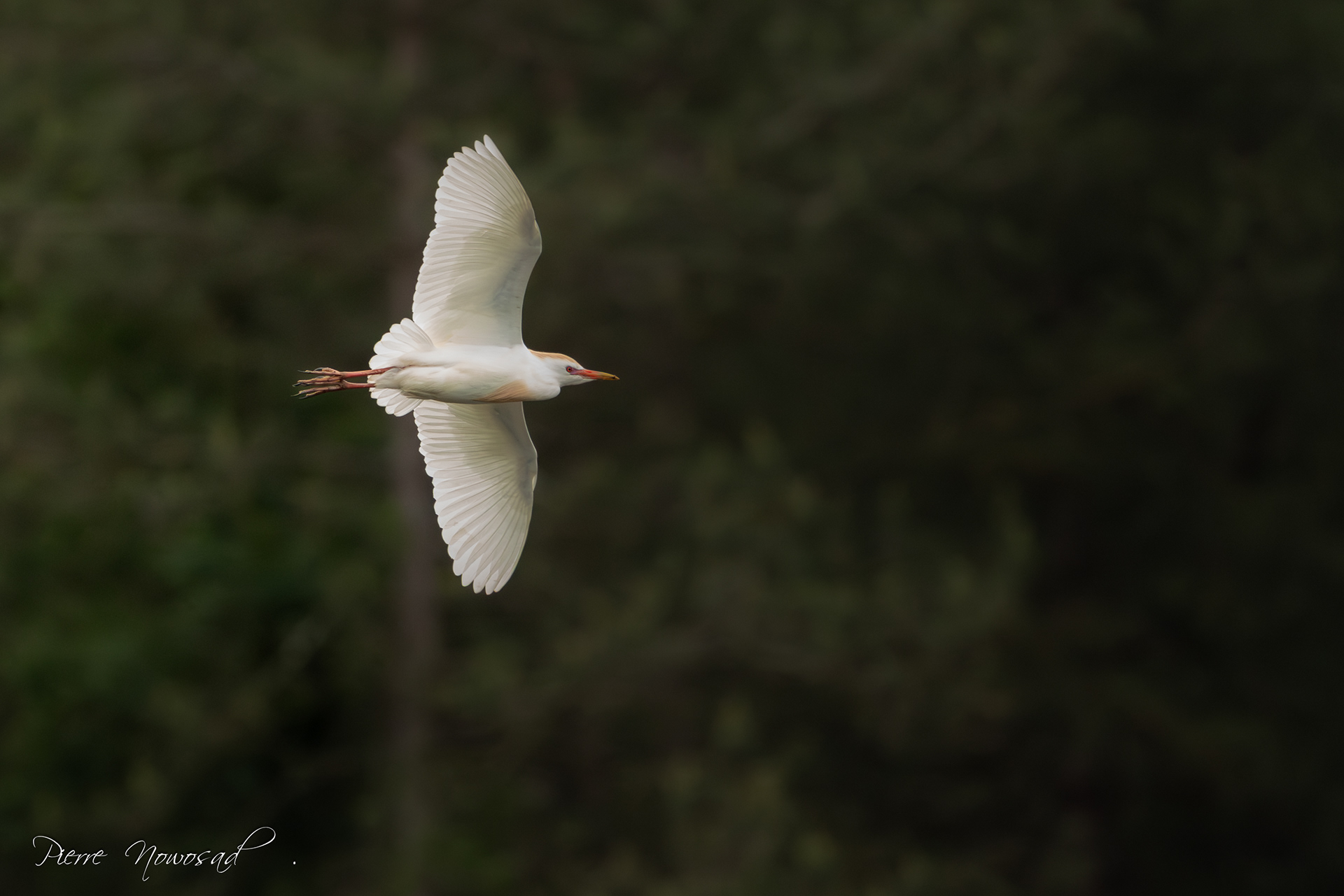 Koereiger