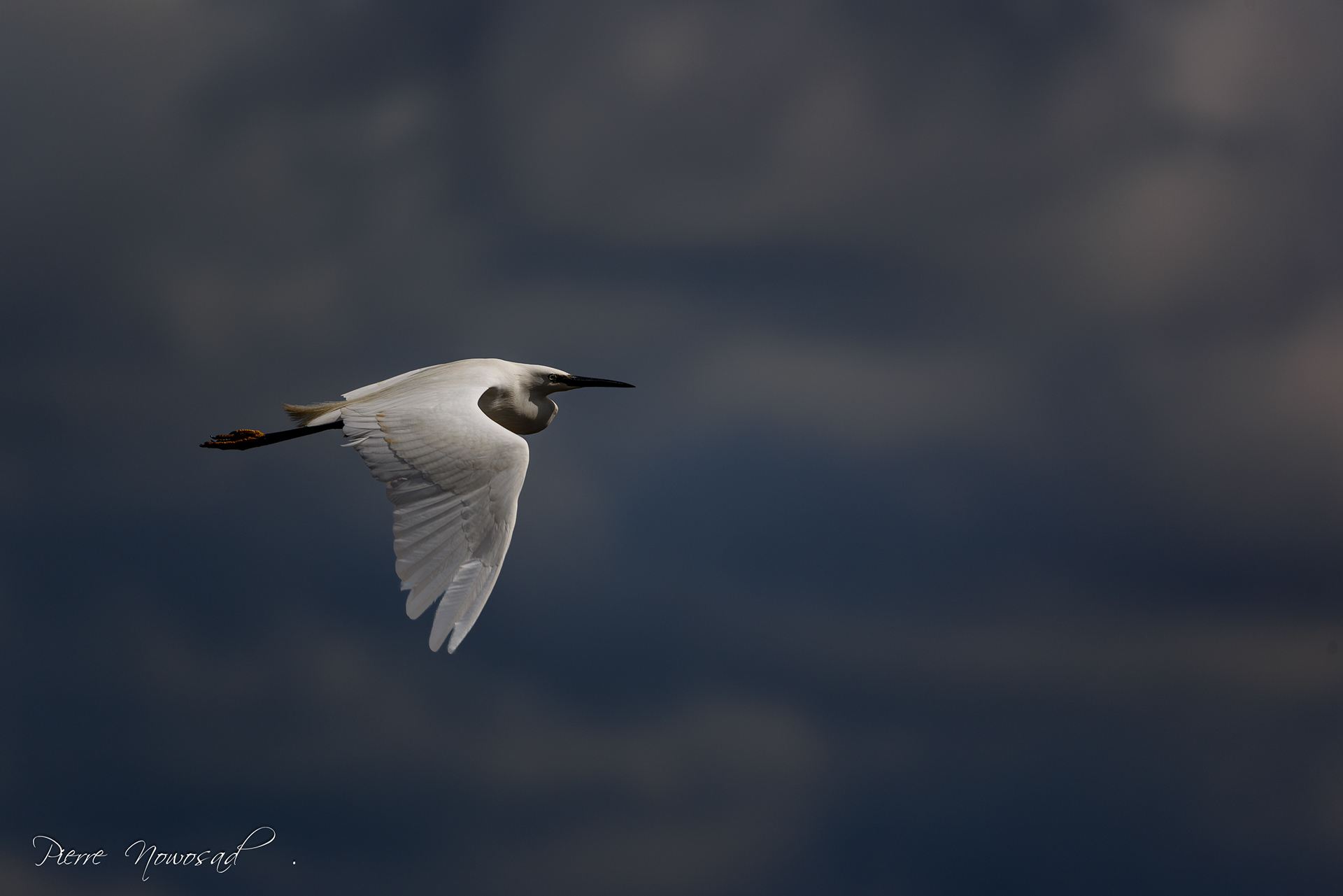 Kleine Zilverreiger