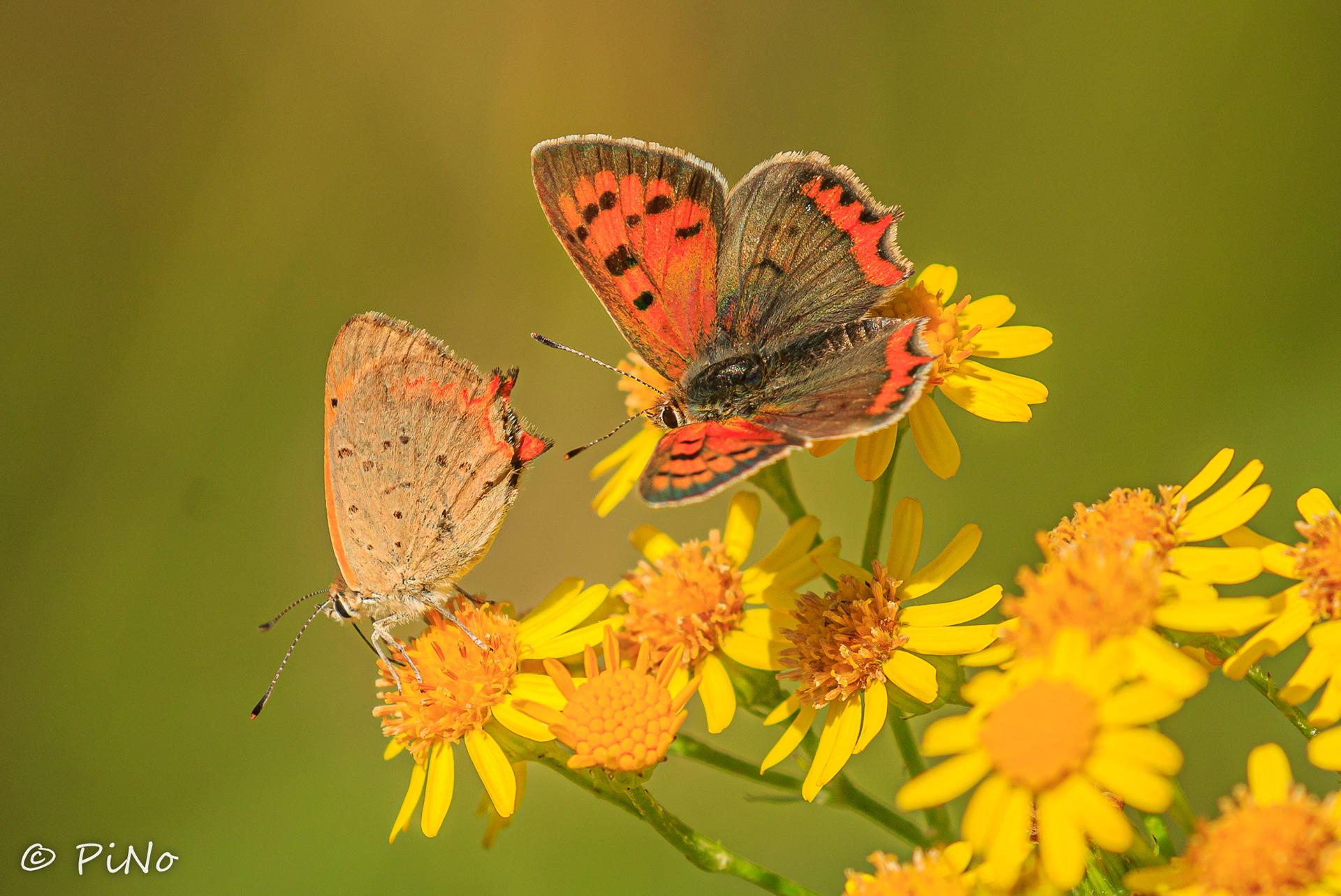 Kleine Vuurvlinders