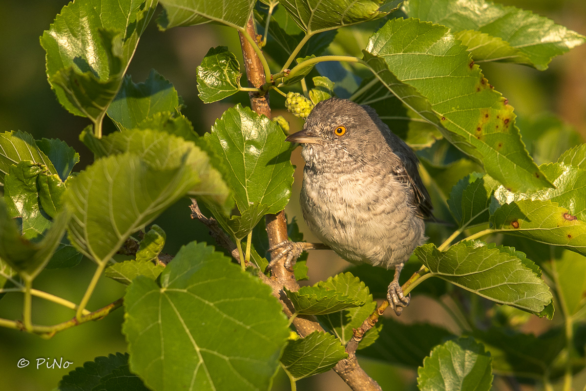 Sperwergrasmus
