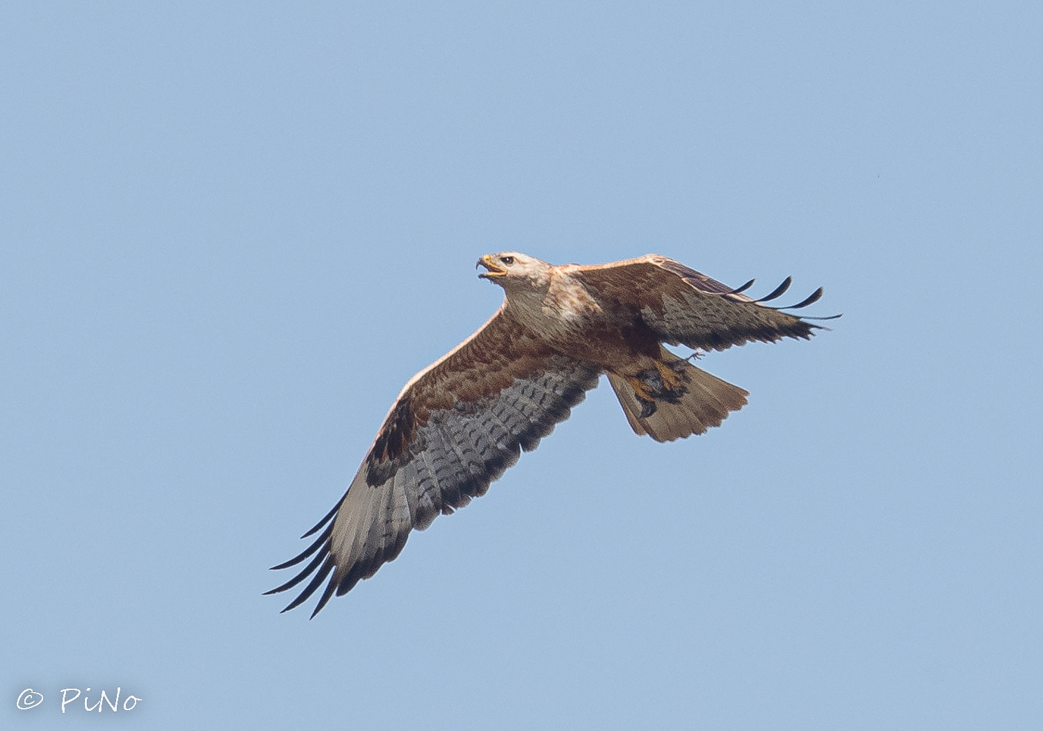 Arendbuizerd