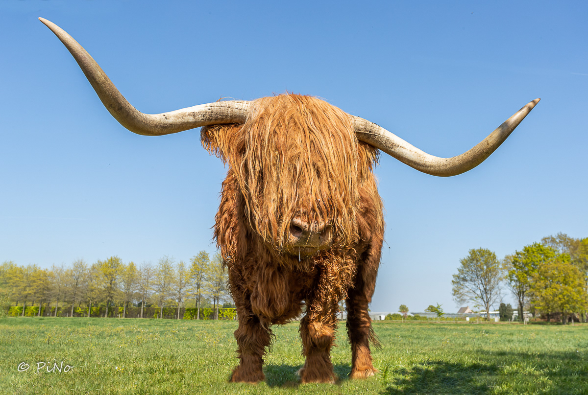 Highlander