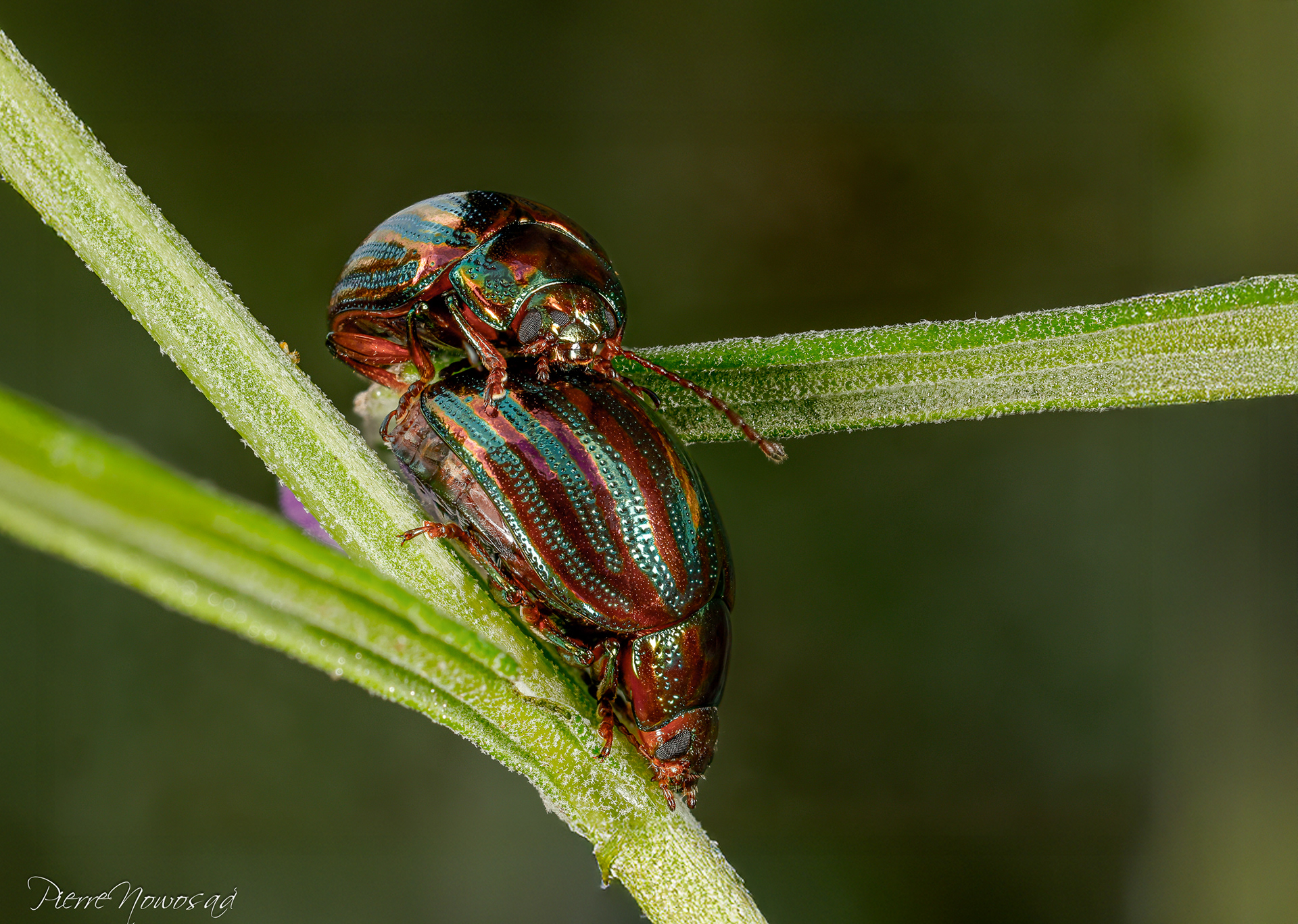 Rozemarijngoudhaantje (Chrysolina americana)