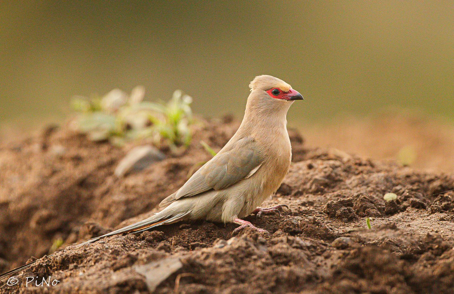 Roodwang Muisvogel