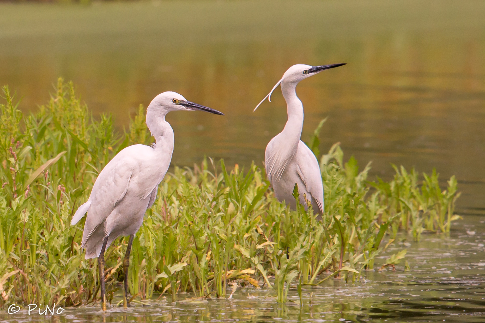 Kleine Zilverreiger