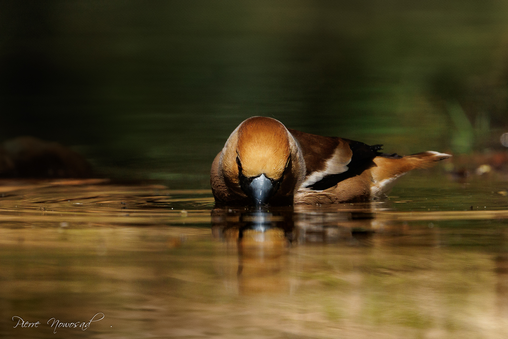 Appelvink