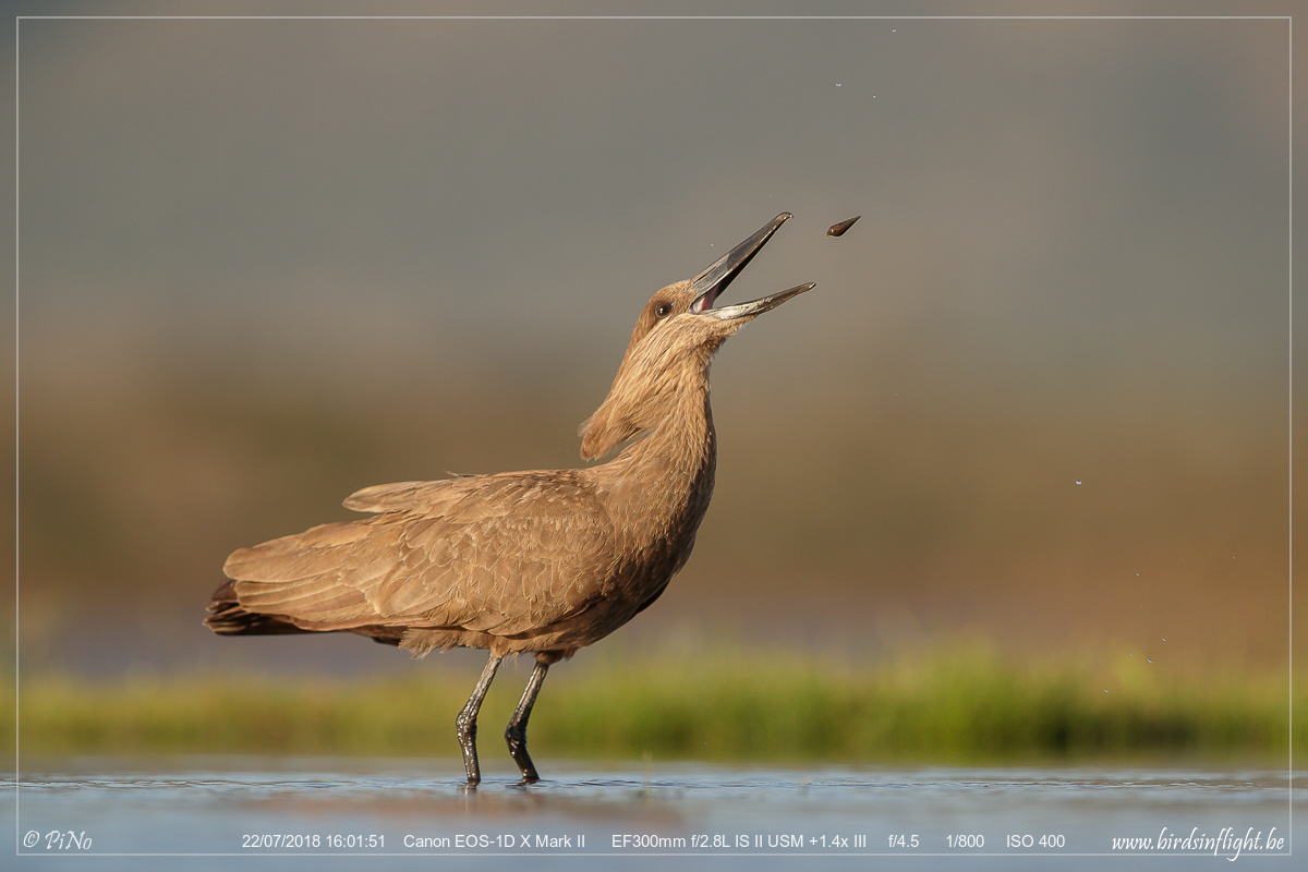 hamerkop