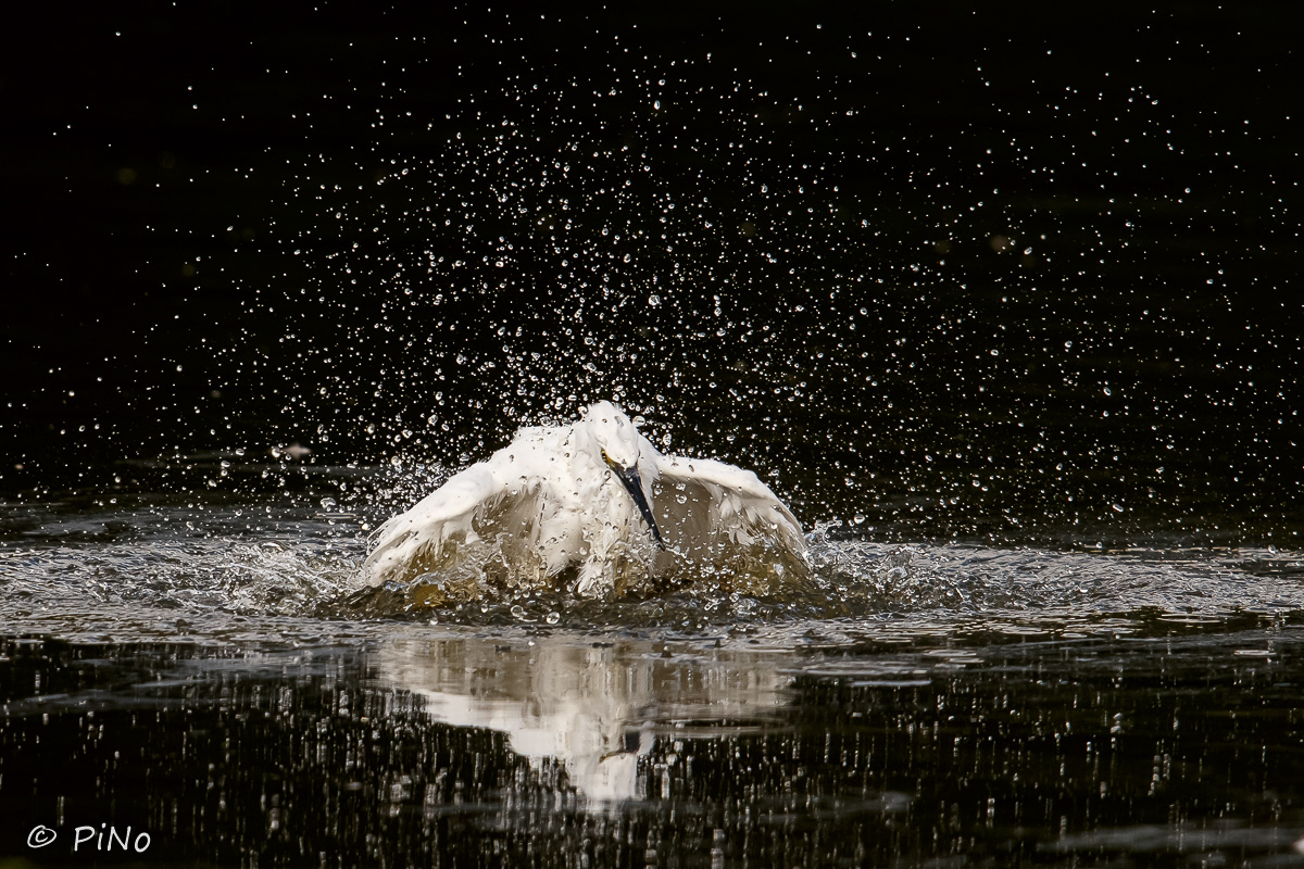 Kleine Zilverreiger