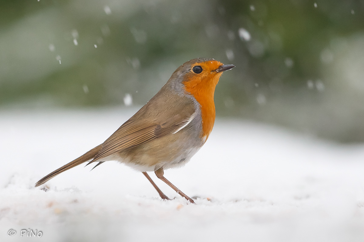 Roodborst