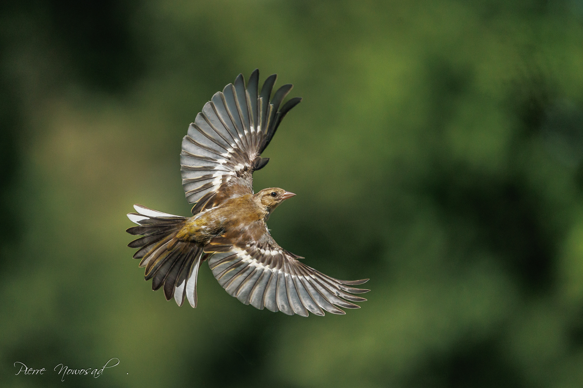 Vink