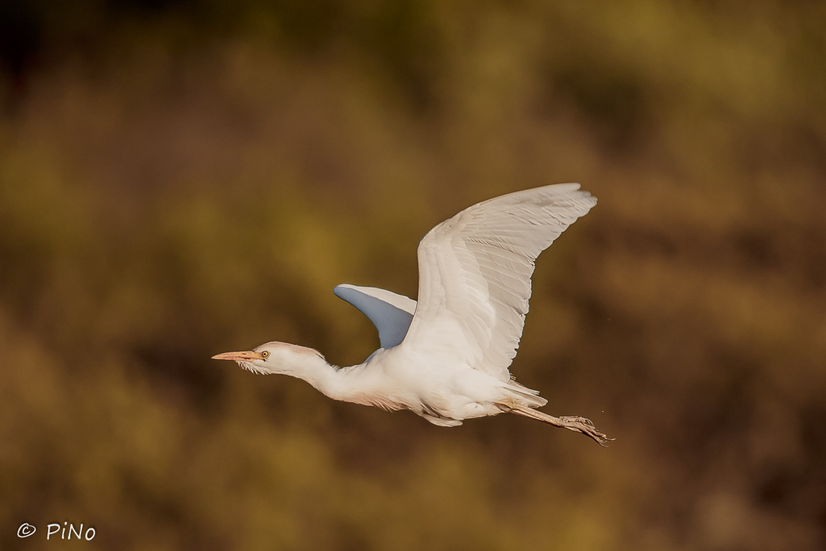 Koereiger