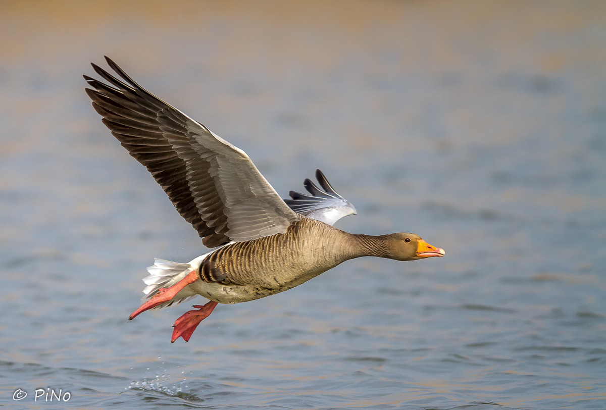 Grauwe Gans