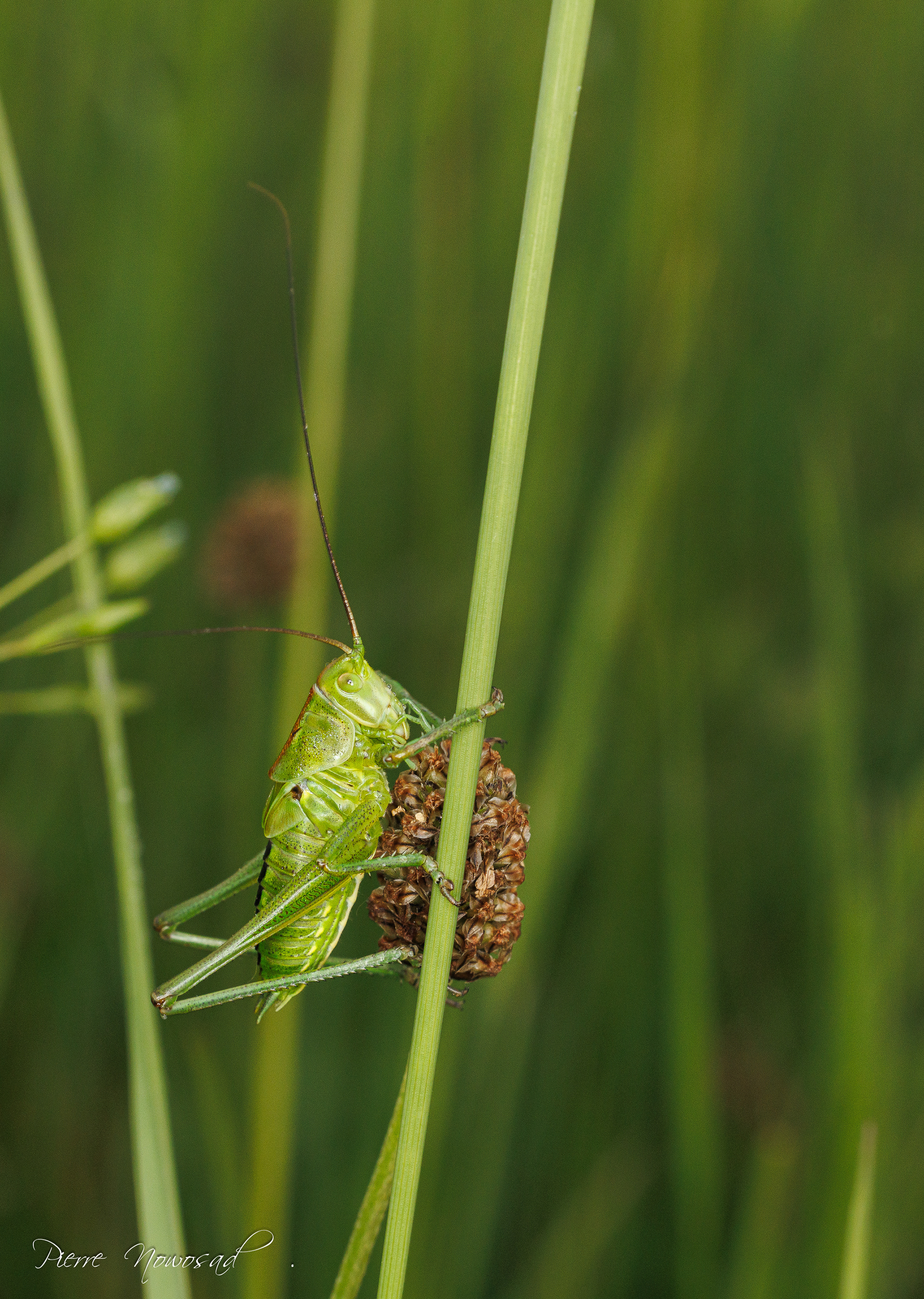 Grote Sabelsprinkhaan