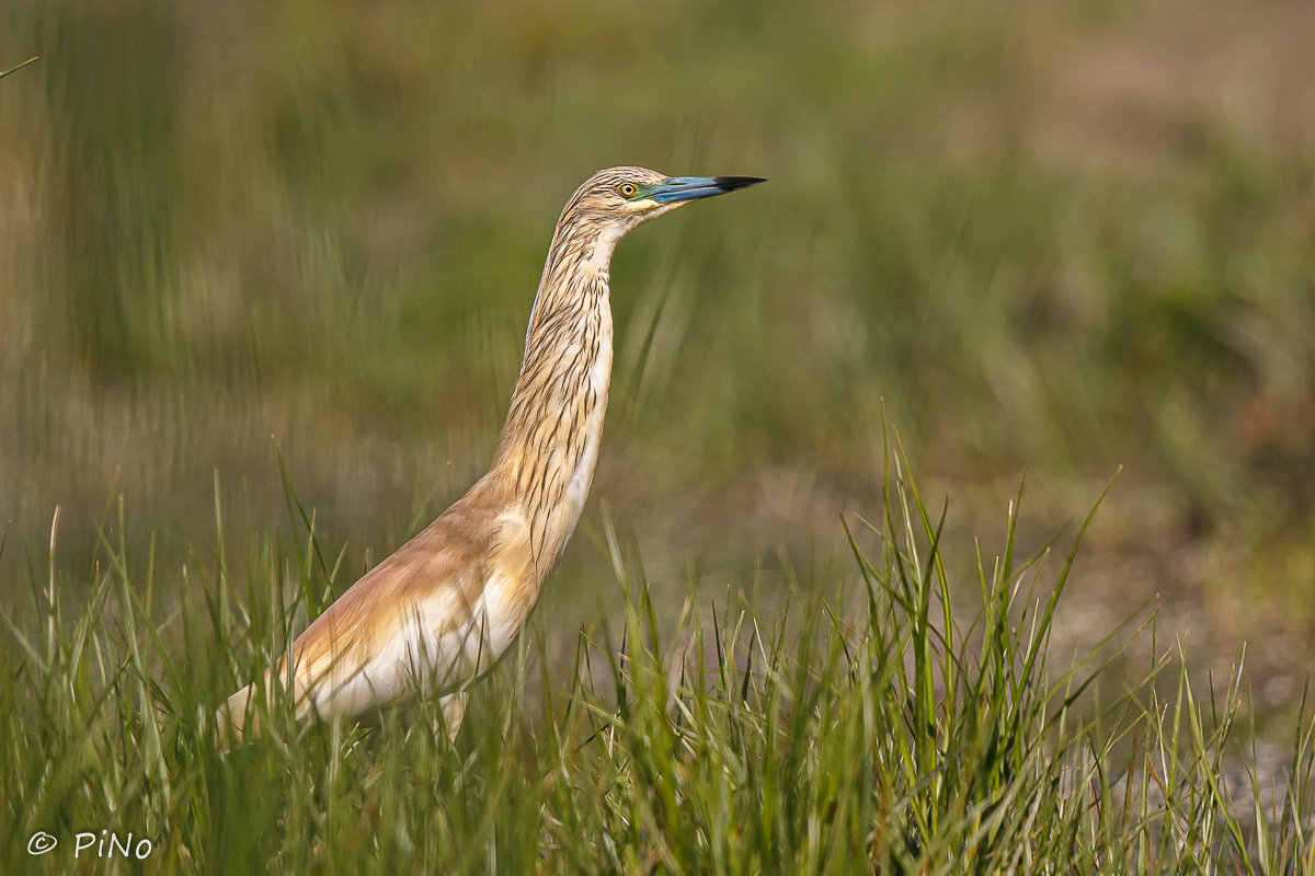 Ralreiger