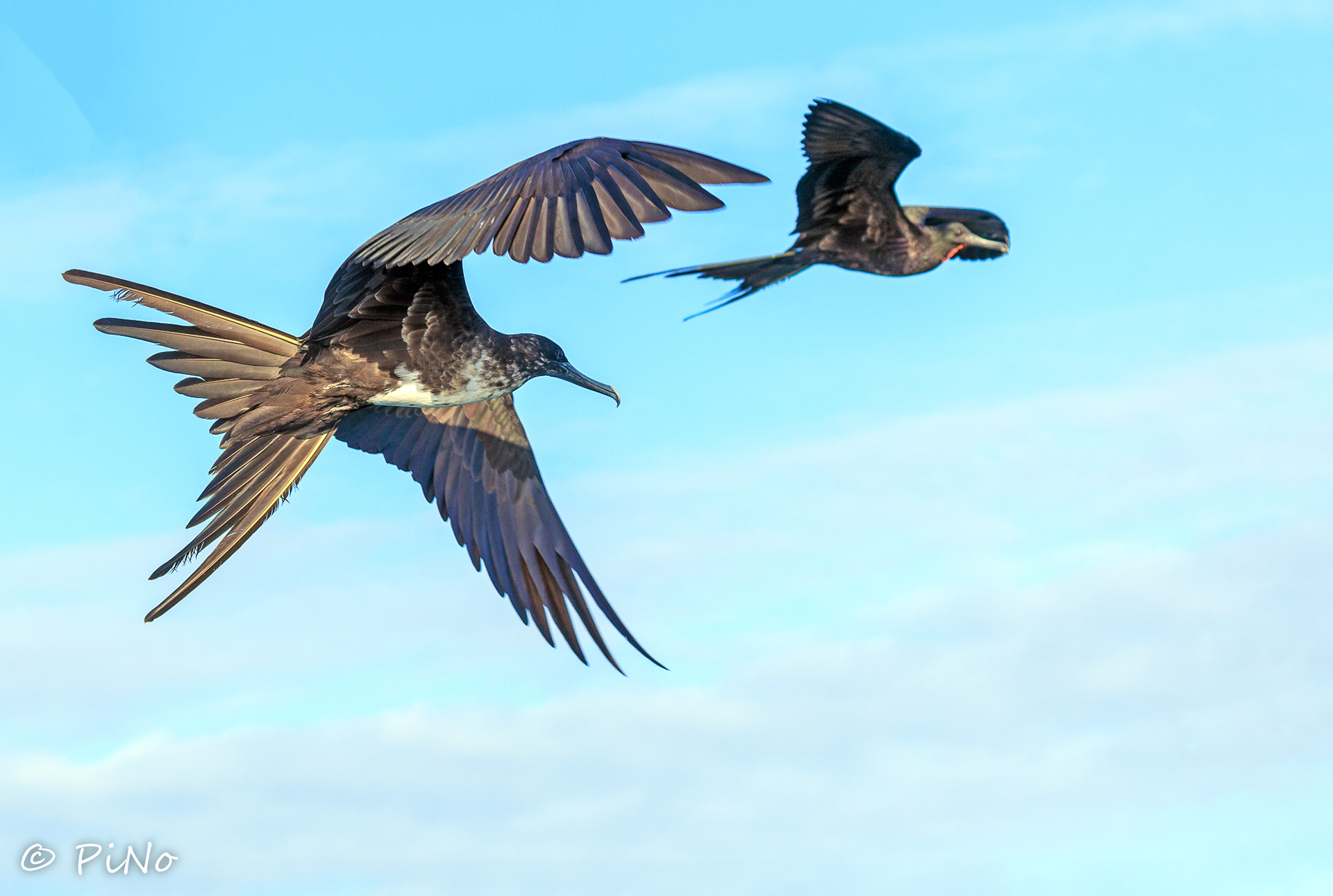 Fregatvogel