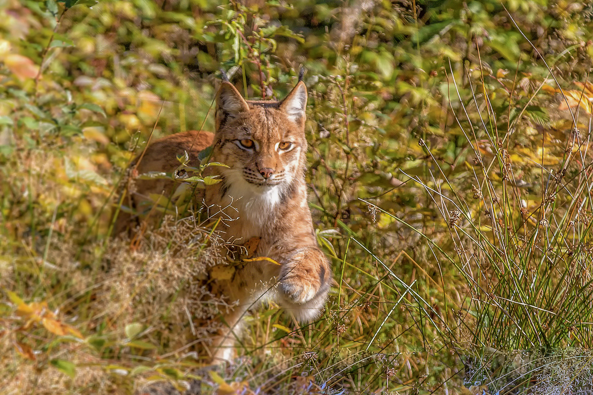 Lynx