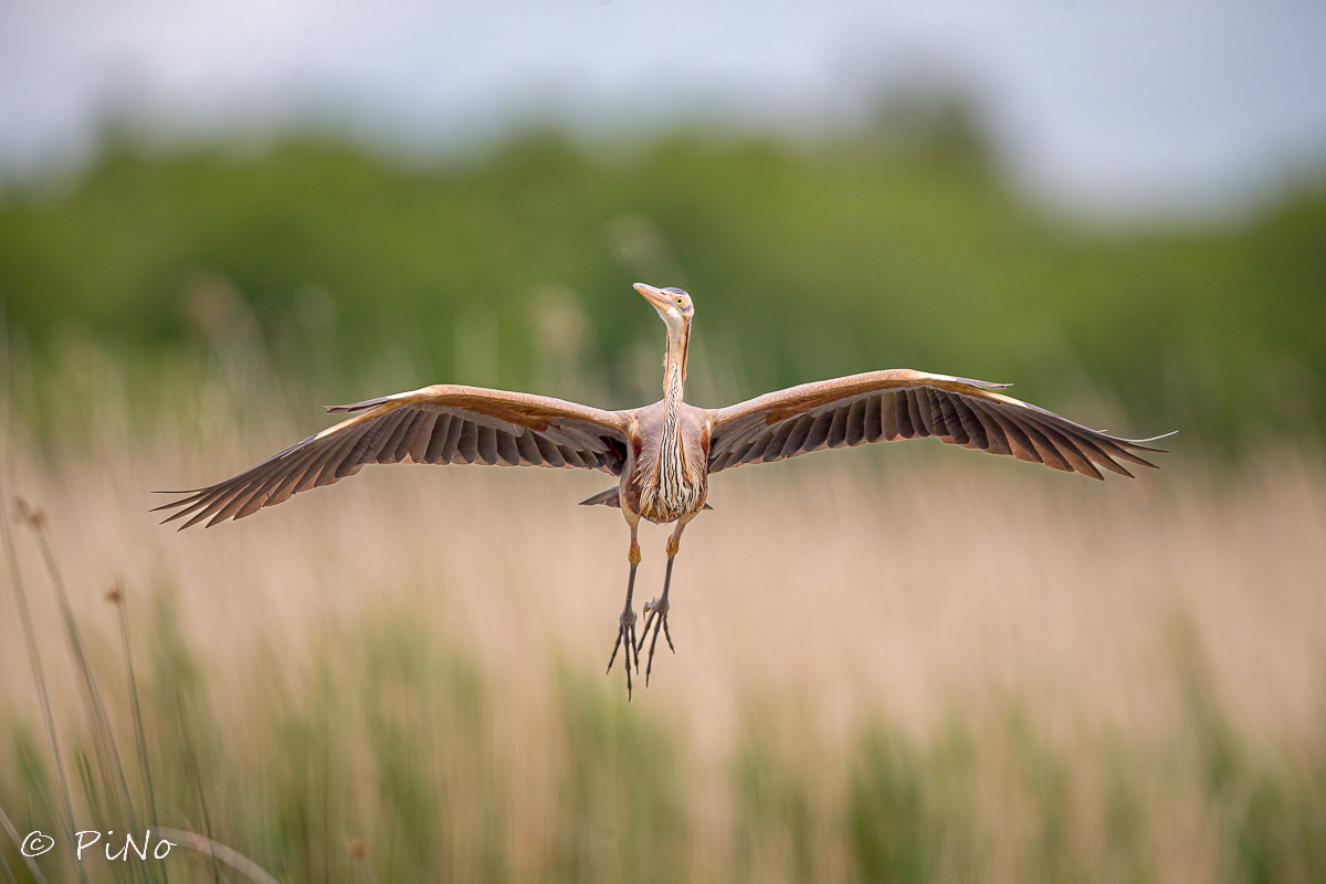 Purperreiger