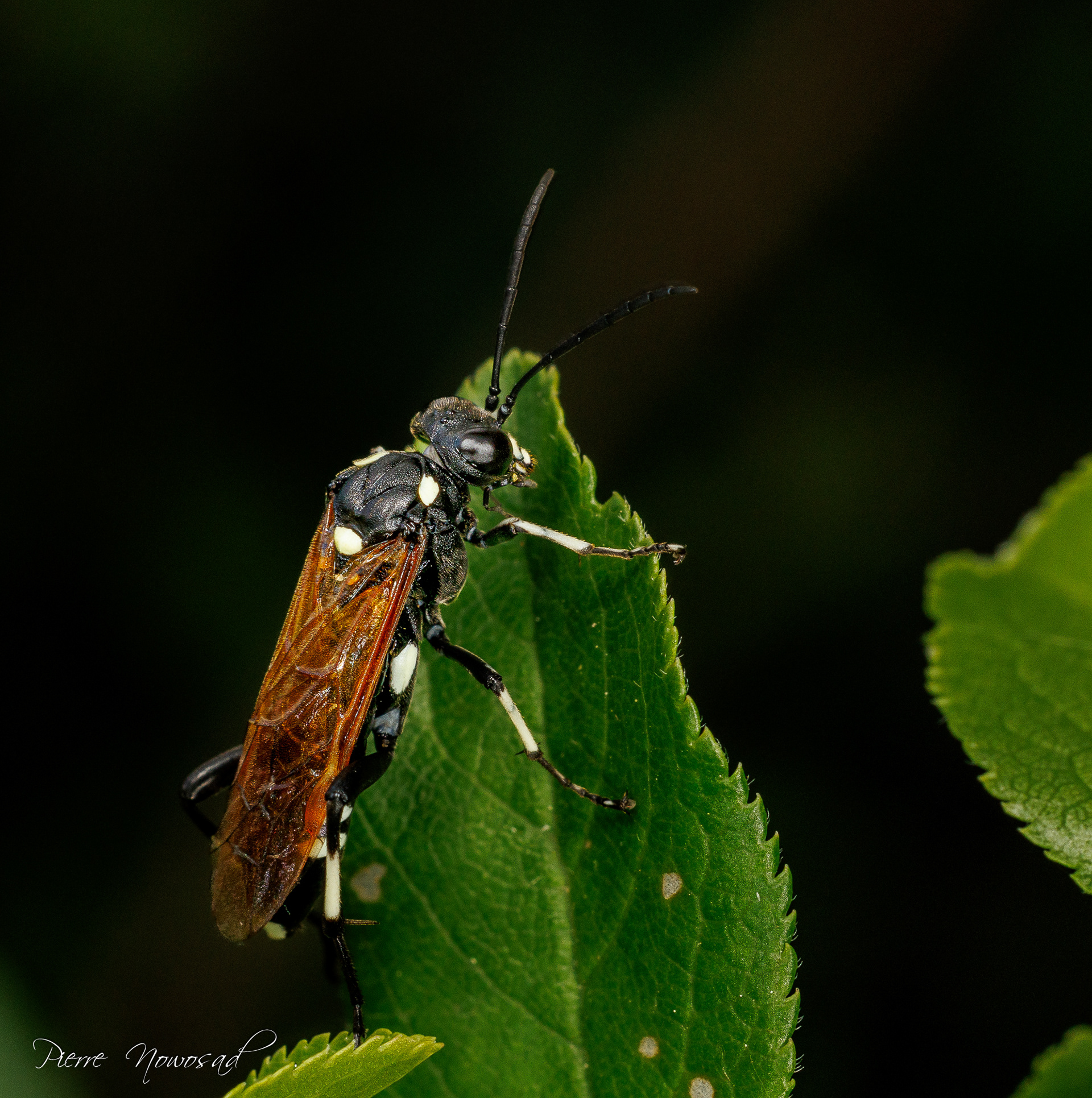 Macrophya