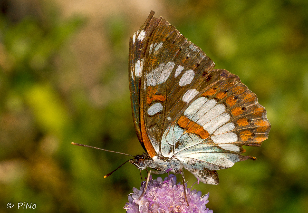 Blauwe IJsvogelvlinder