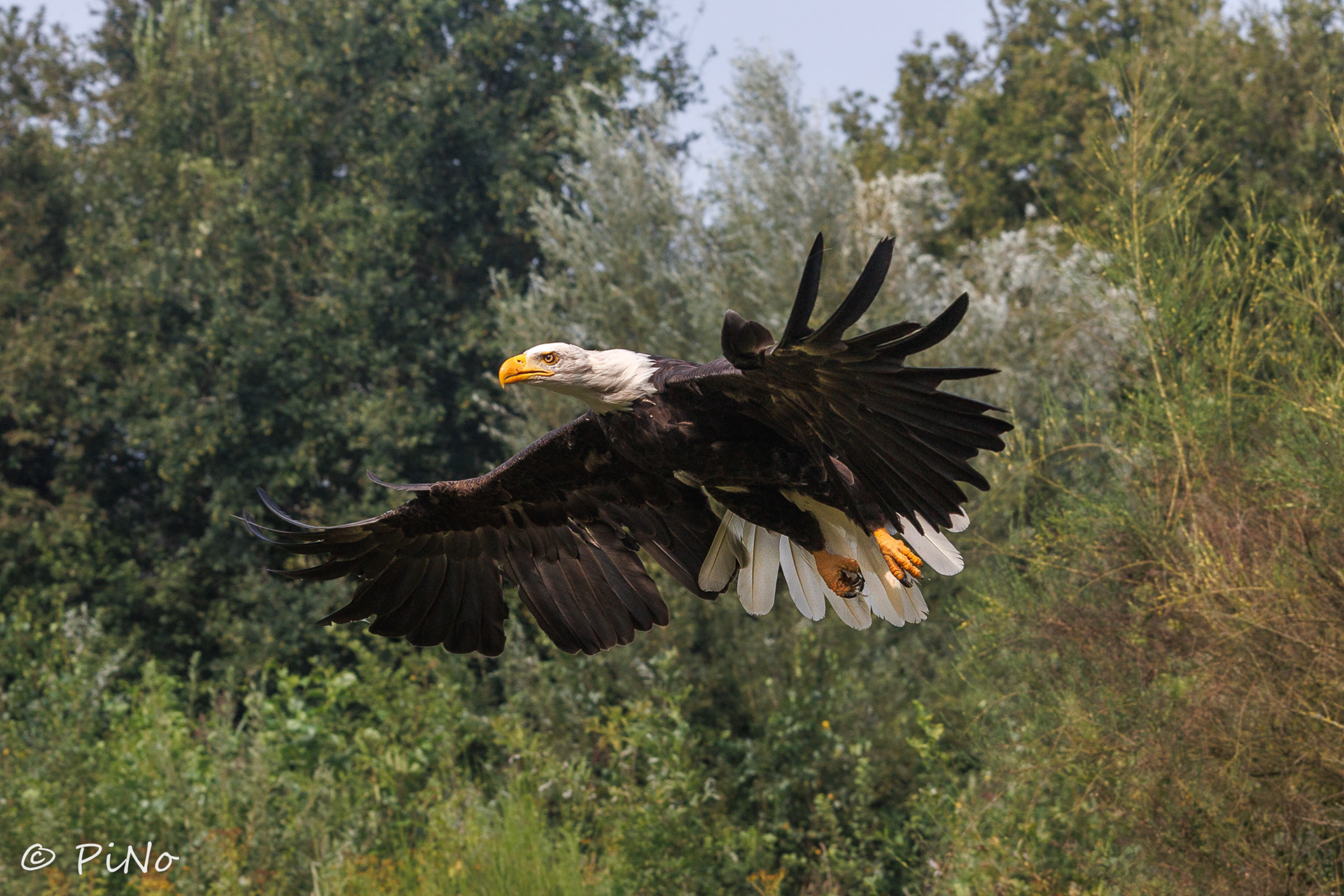 Amerikaanse Zeearend