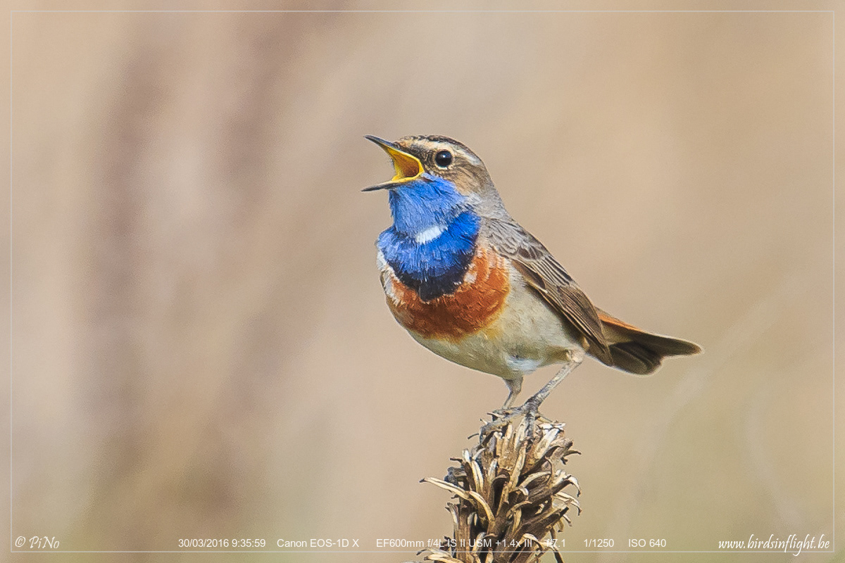 Blauwborst