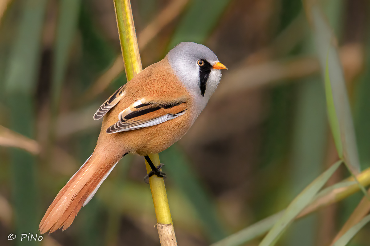 Baardmannetje