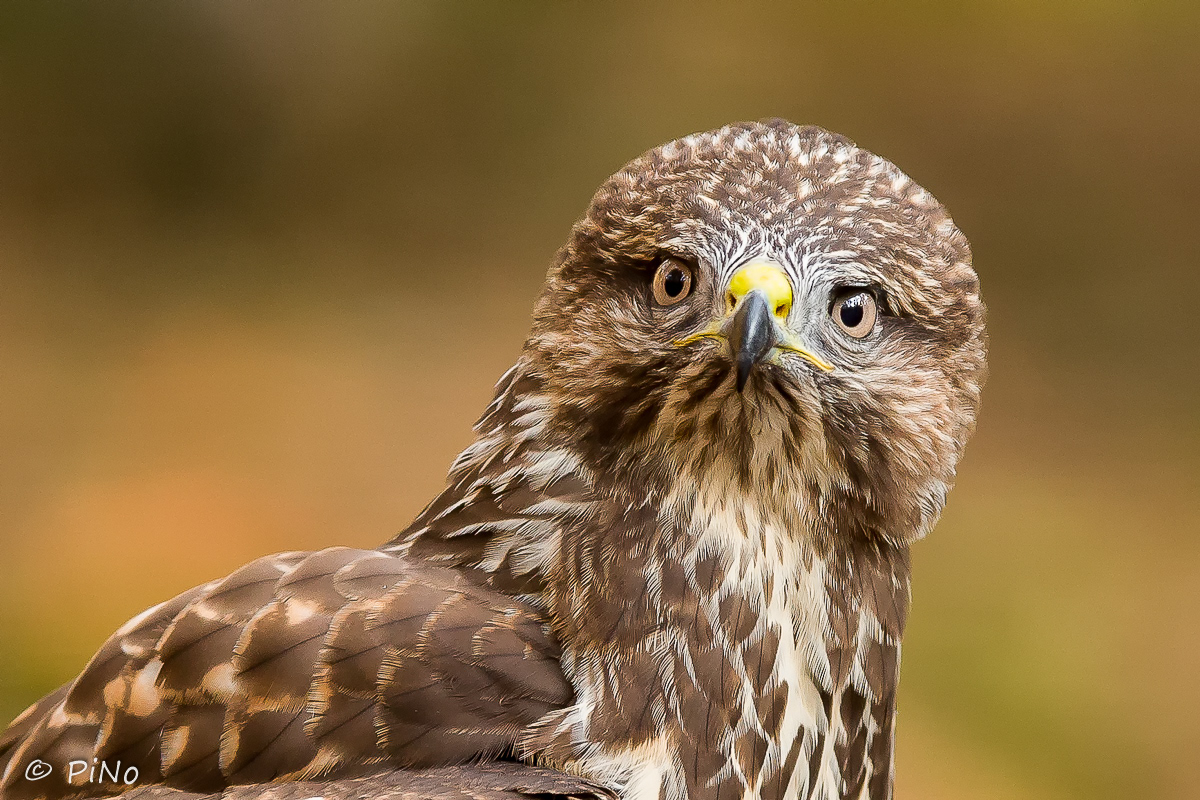Buizerd