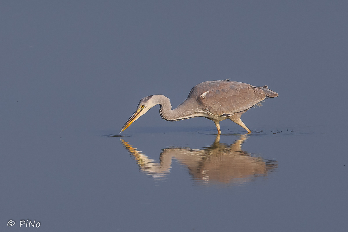 Blauwe Reiger