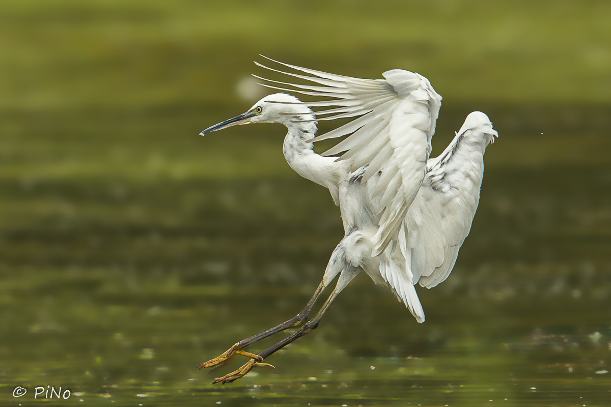 Kleine Zilverreiger