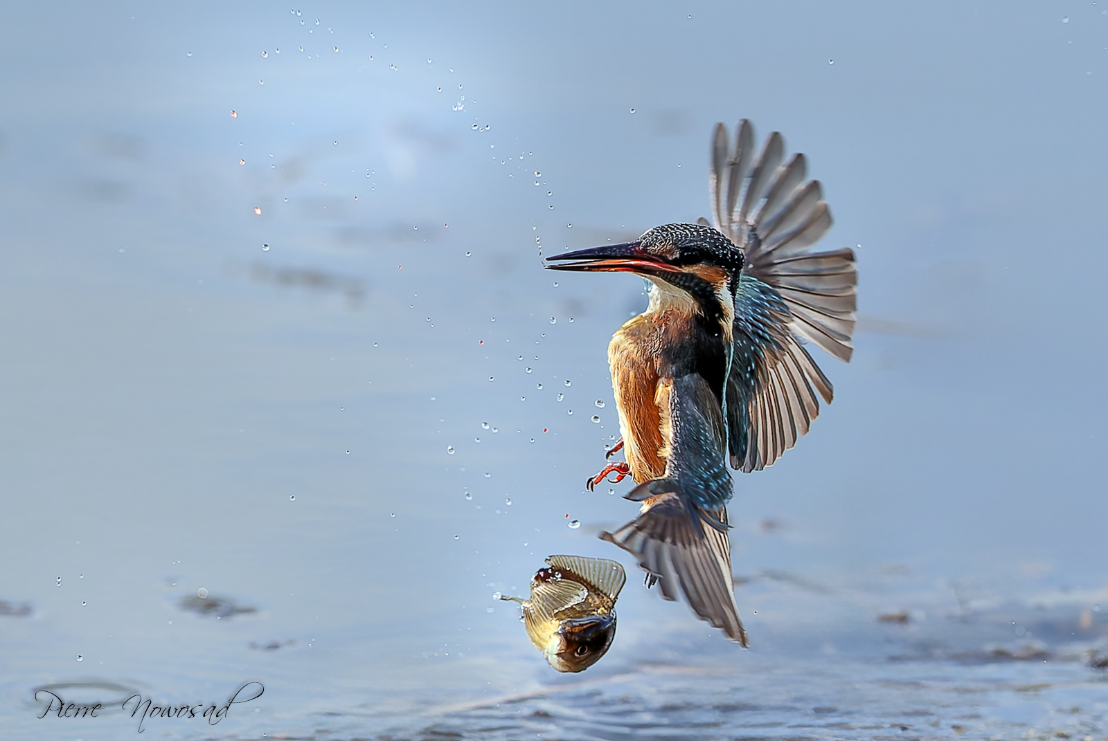 IJsvogel.