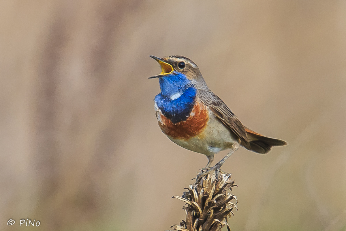 Blauwborst