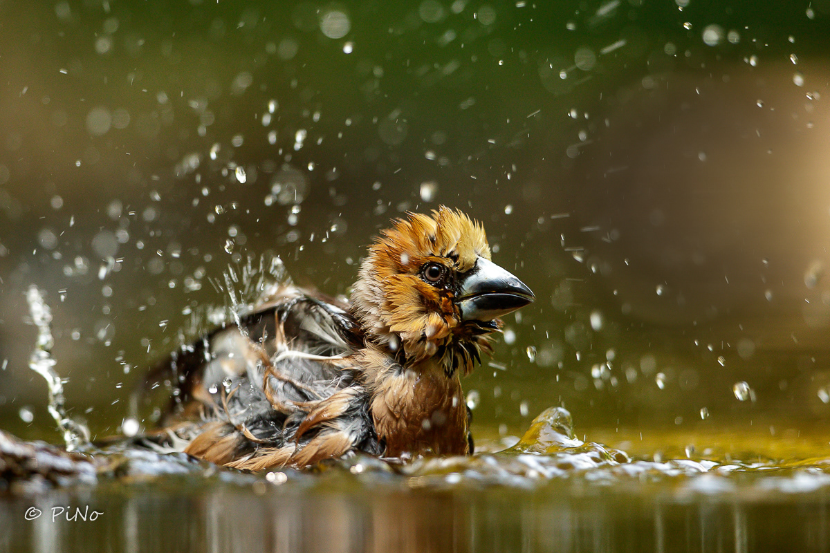 Appelvink