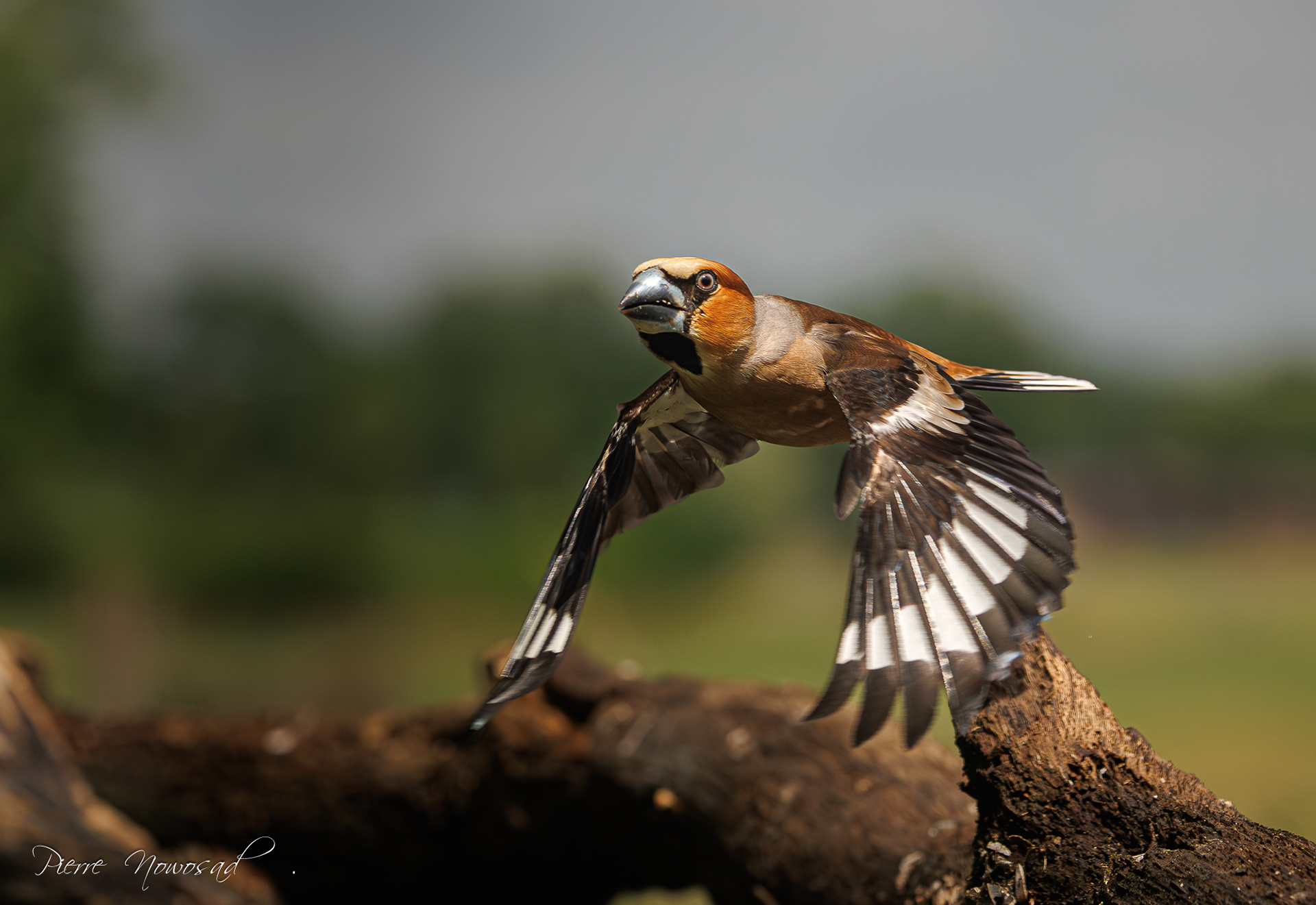 Appelvink