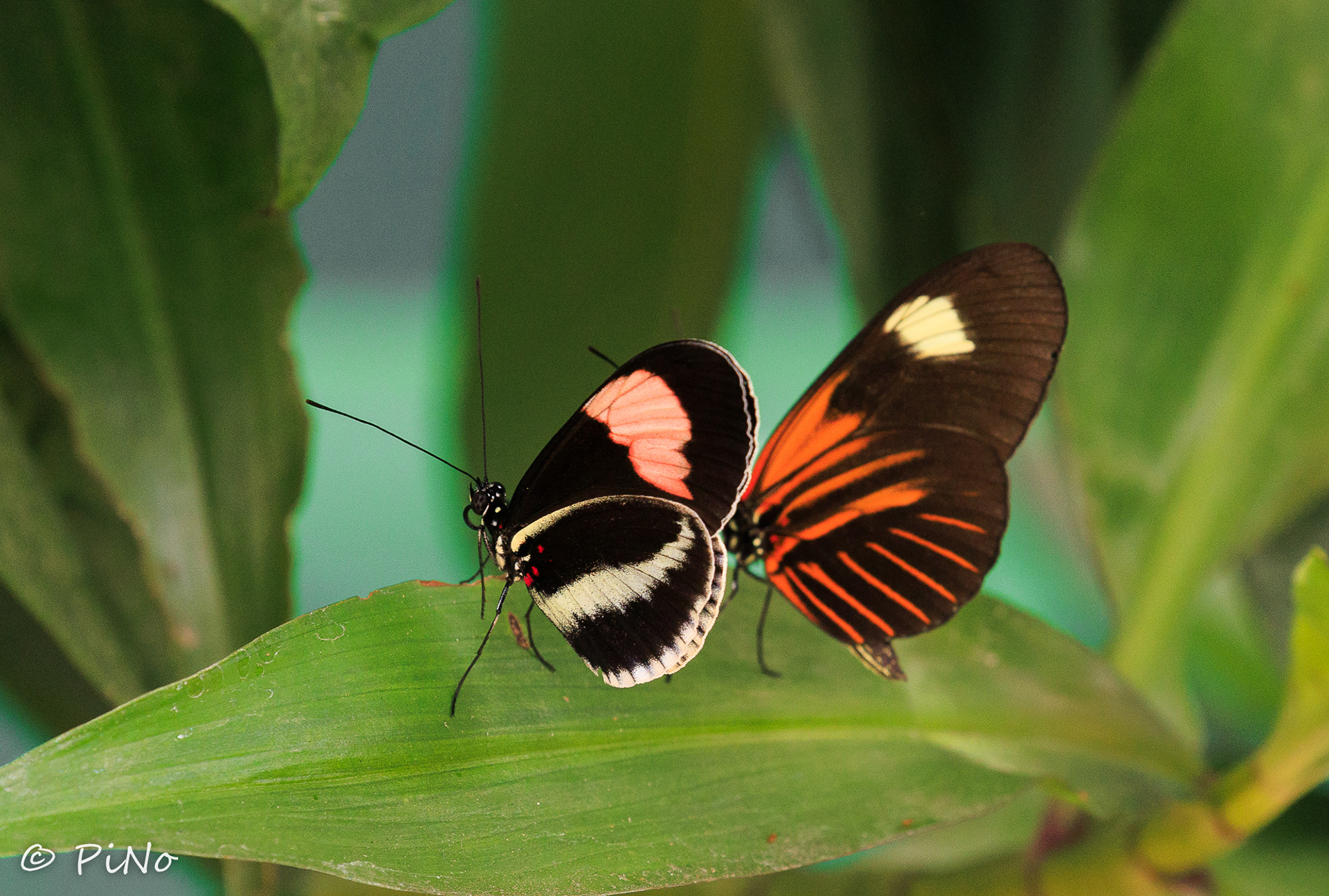 Heliconius