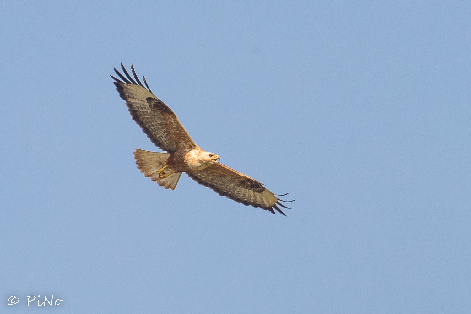 Arendbuizerd