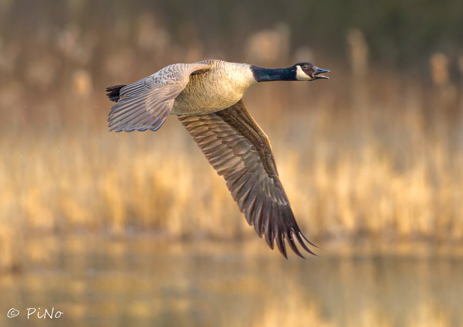 Canadese Gans