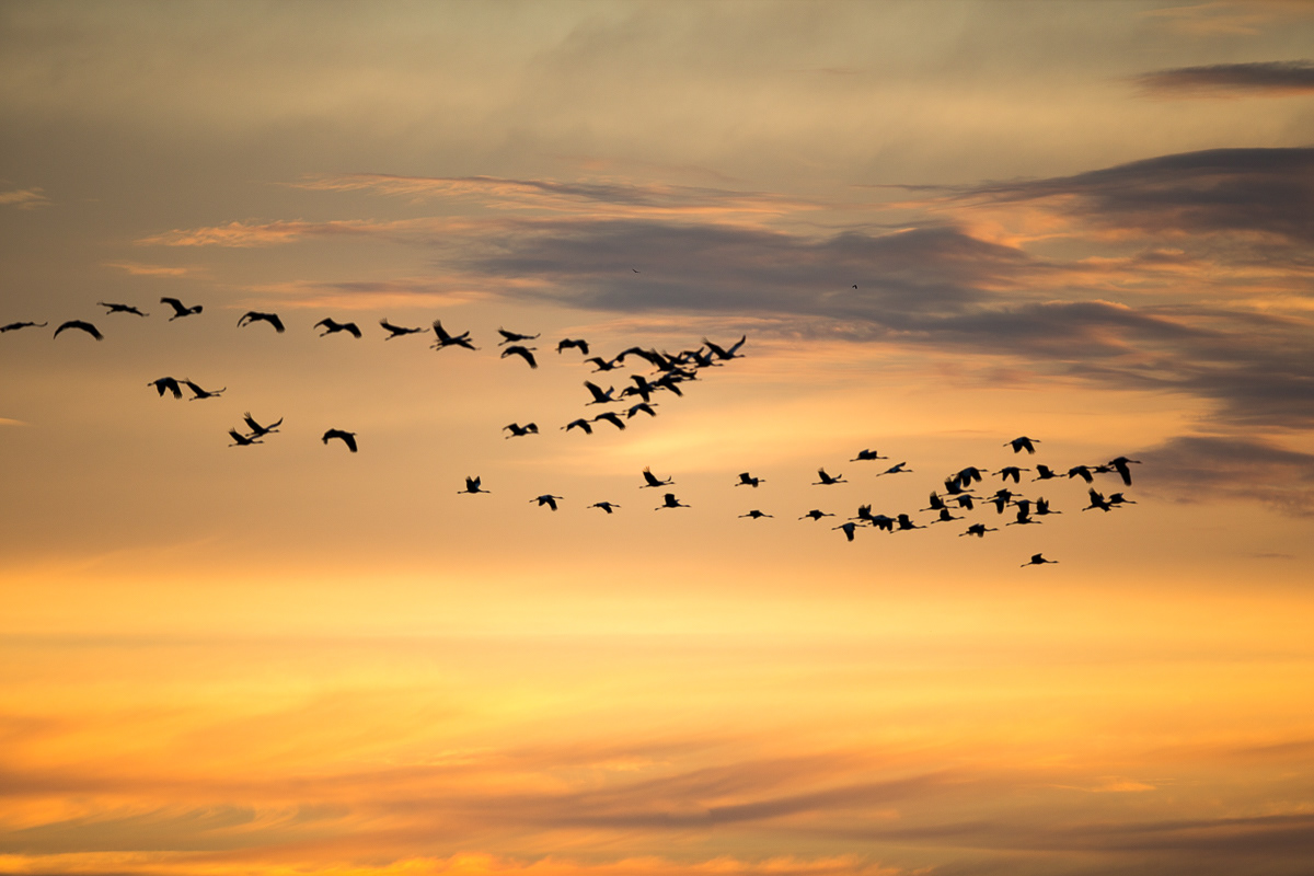 Kraanvogels