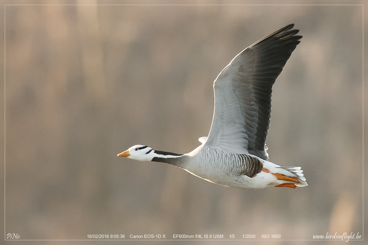 Indische Gans