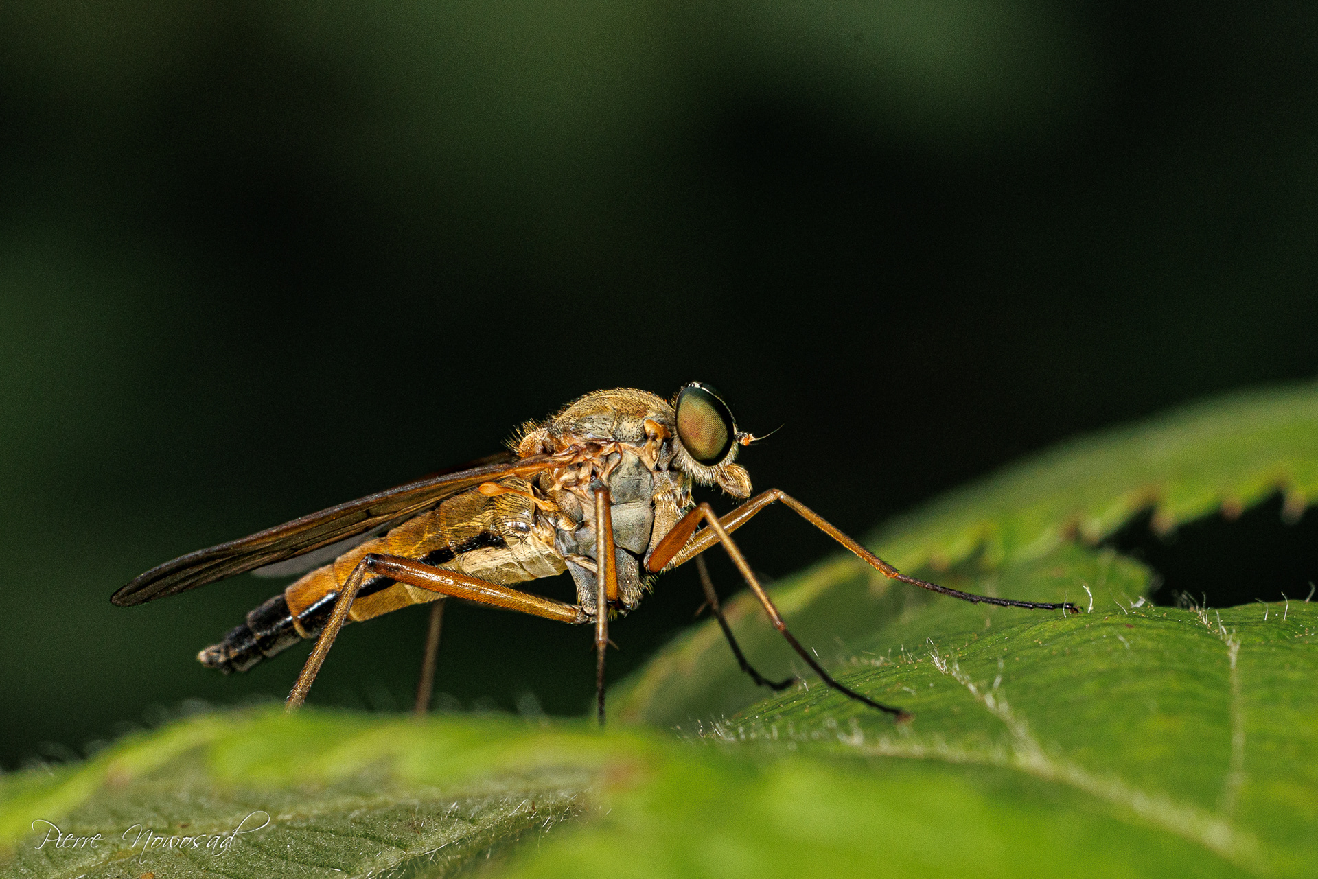 Gewone Snipvlieg
