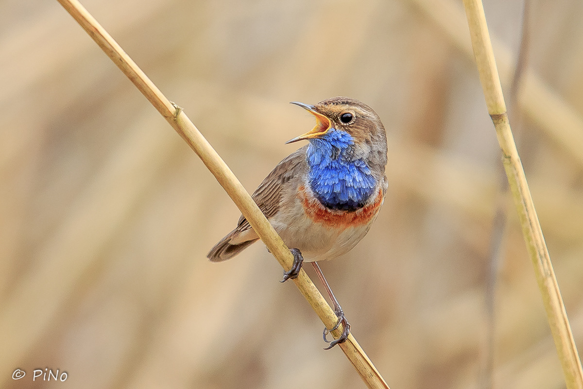 Blauwborst