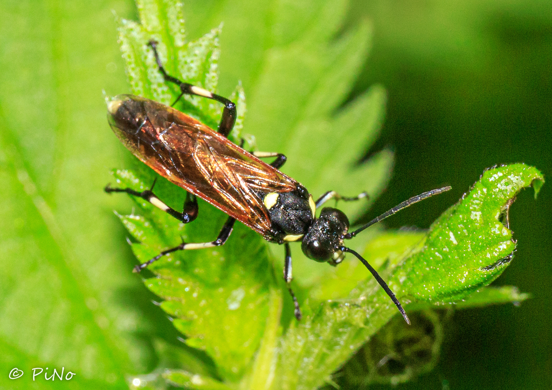 Macrophya duodecimpunctat