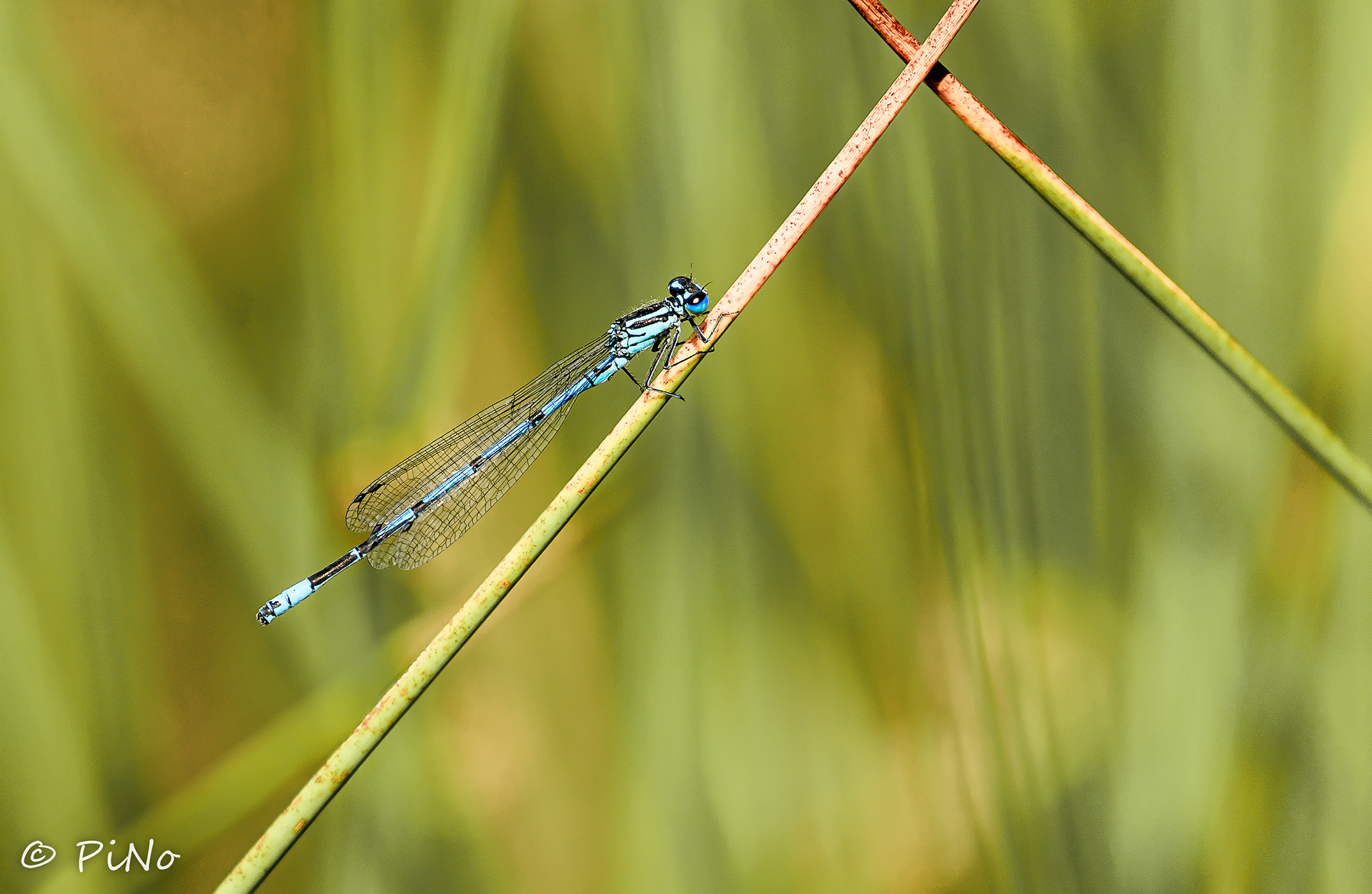 Azuurwaterjuffer ( Coanagrion puelle )