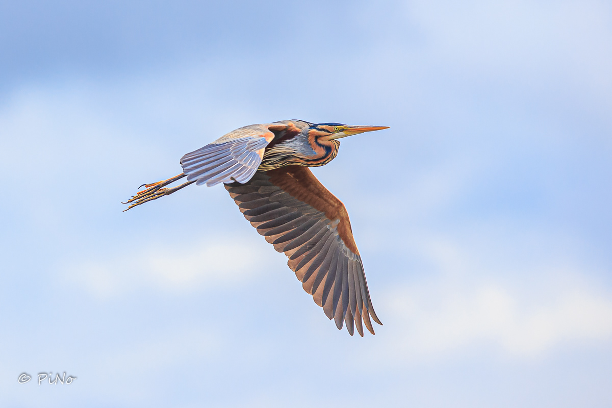 Purperreiger
