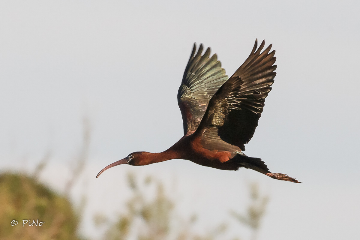 Ibis