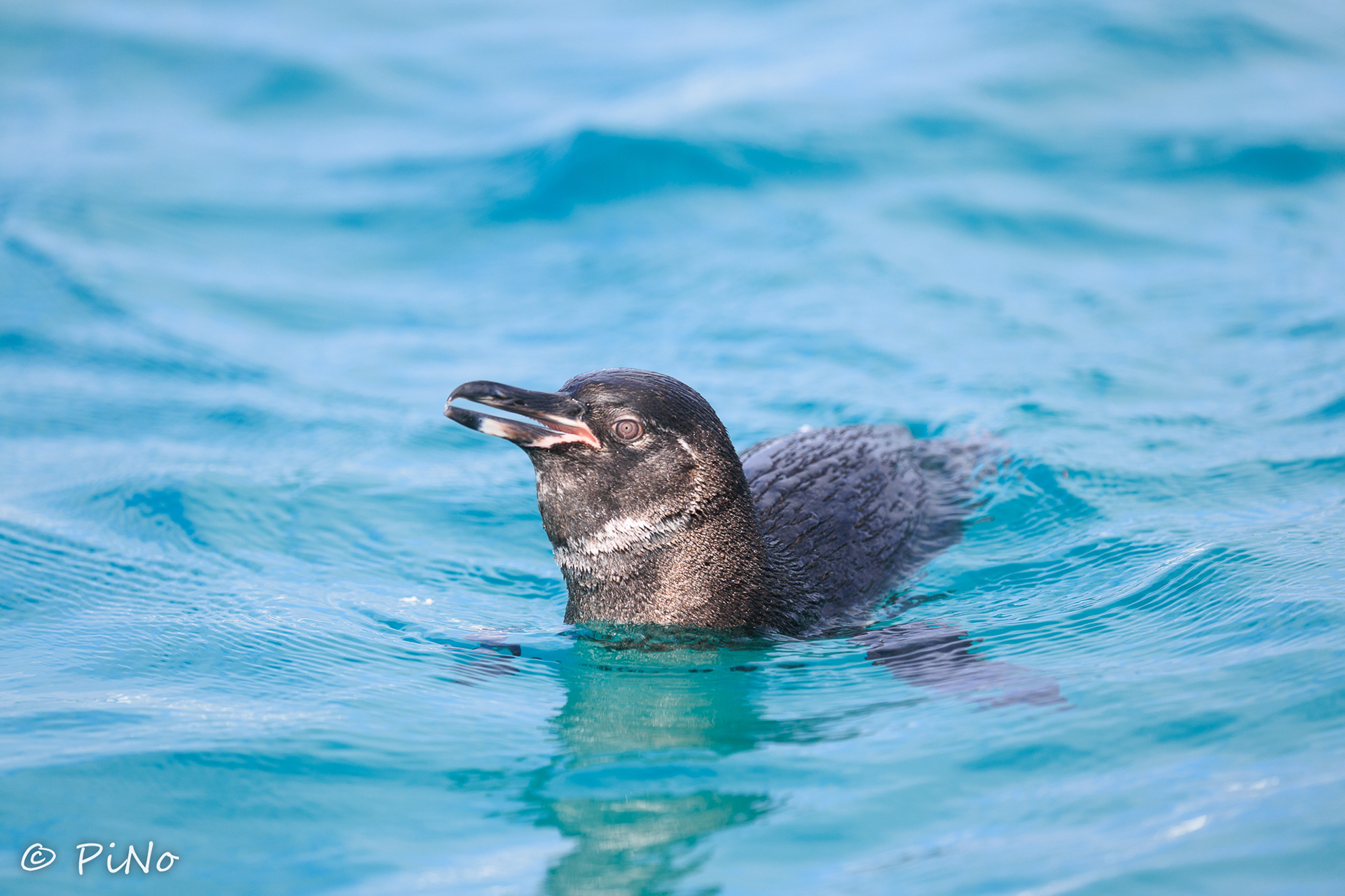 Galapagos Pinguin