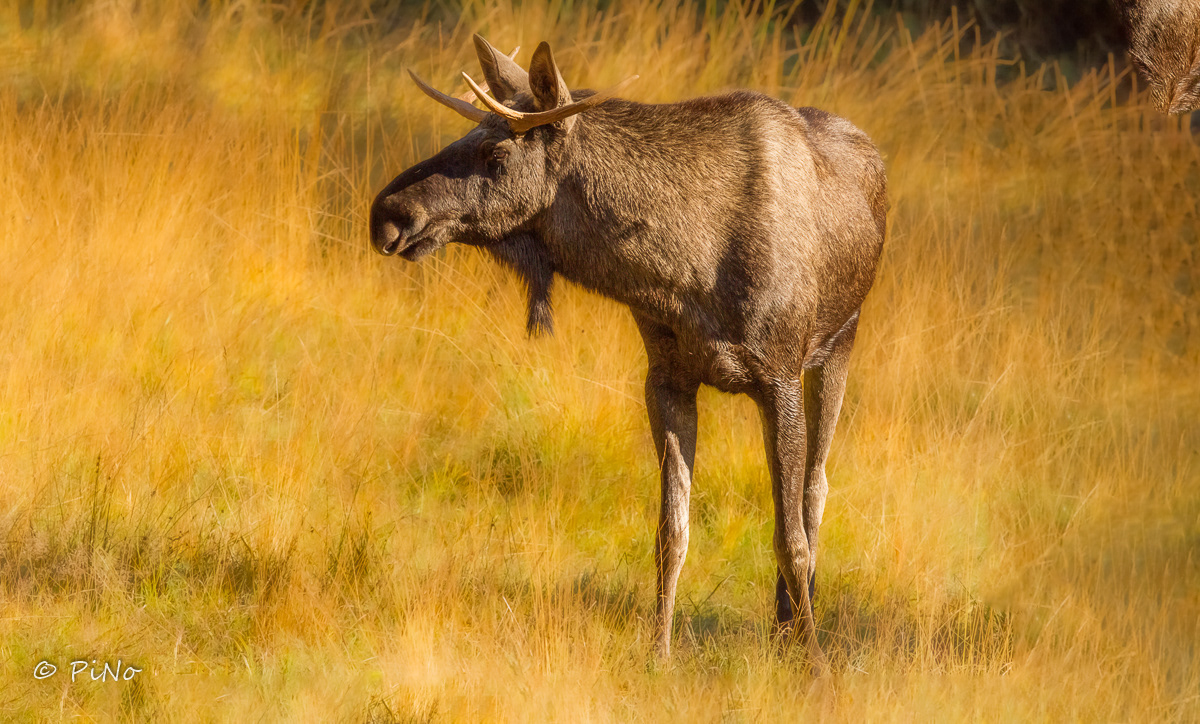 Eland