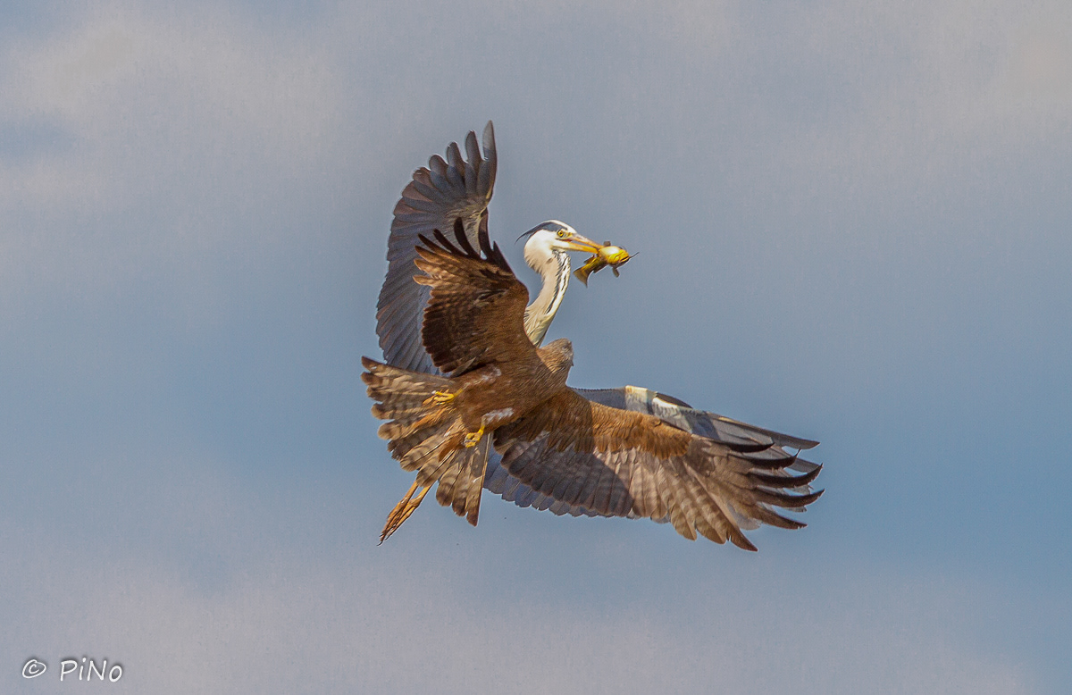 Blauwe Reiger & Zwarte Wouw