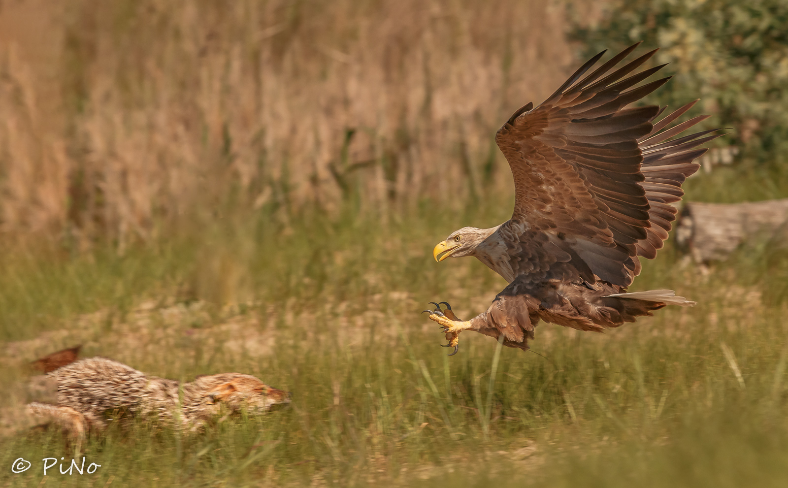 Jackhal and White Tailed Eagle